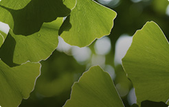 Ginkgo Biloba