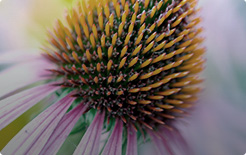 Echinacea